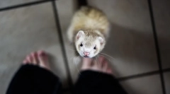 Hány évvel élnek a görények, hogyan lehet növelni az élettartamot